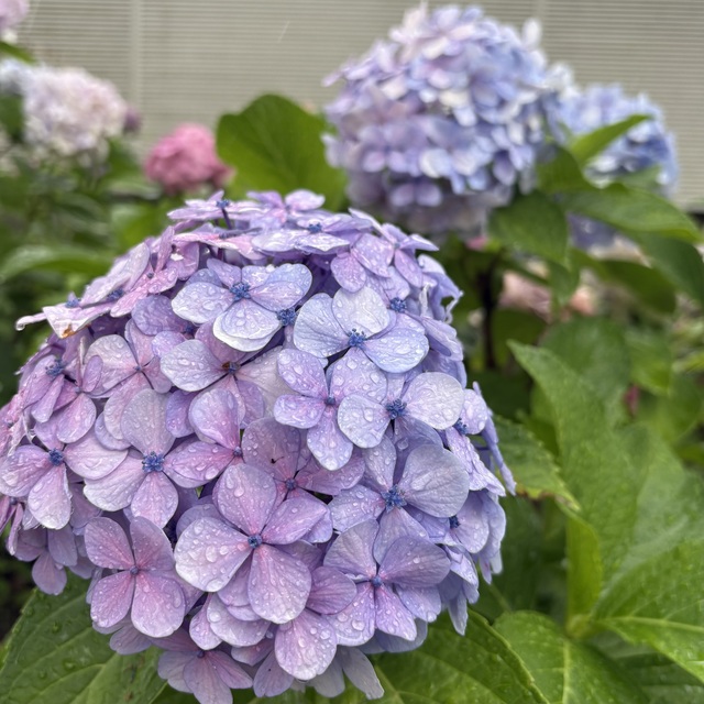 紫陽花