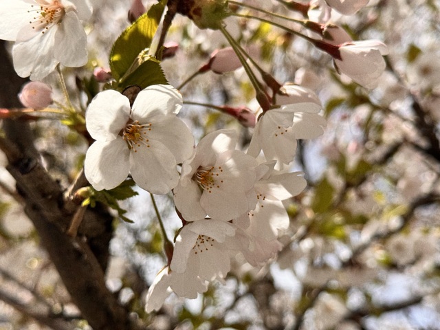 💗🌸🩷