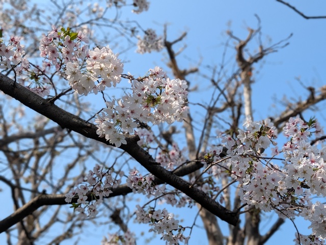🌸ほぼ満開🌸