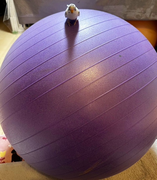 🦜YOGA🐣