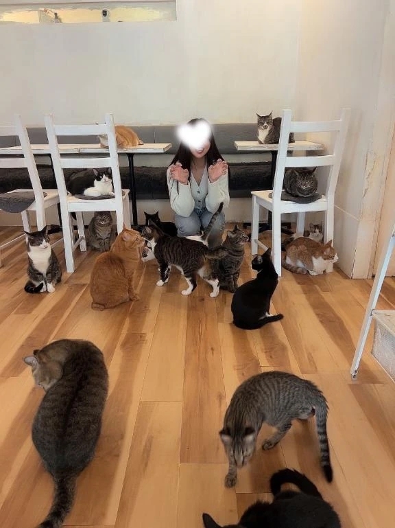 猫大好き♡