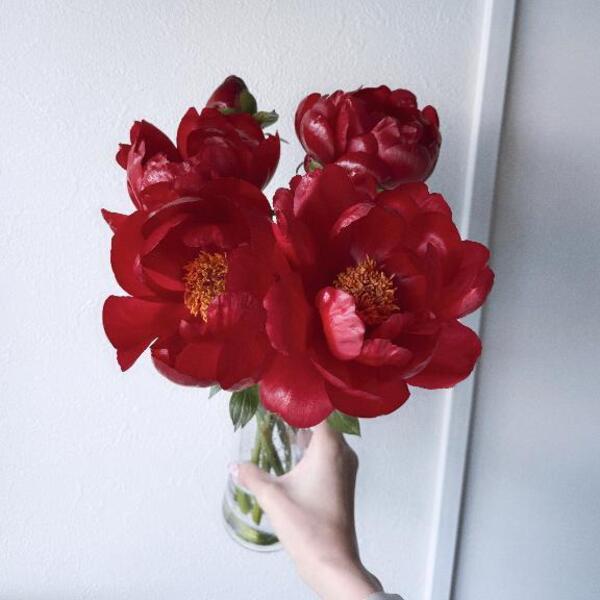 春の好きな花