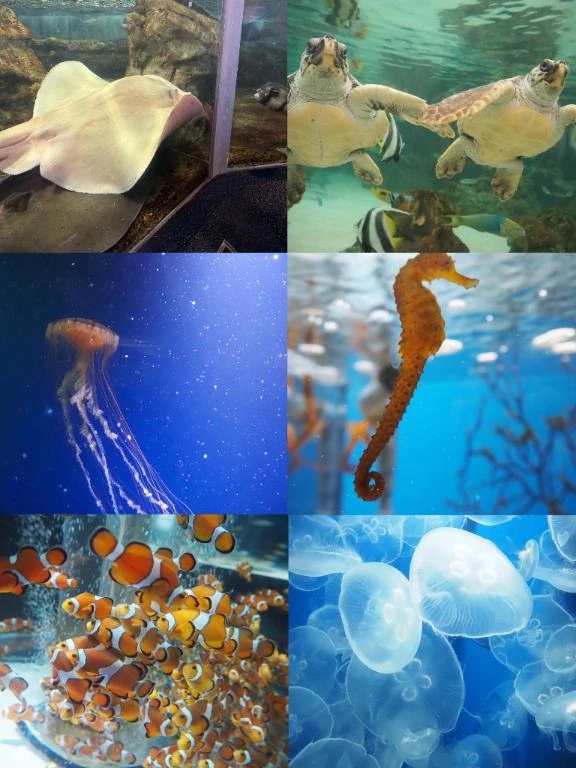 🌟水族館行ってきました🌟