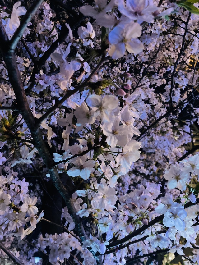 桜と積分