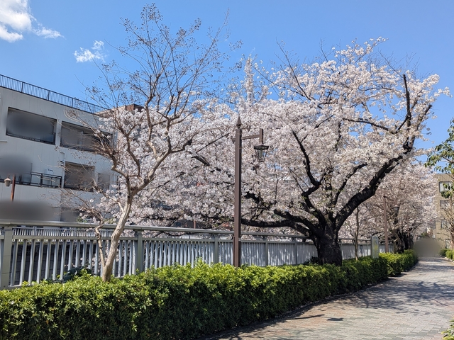 桜だより🌸