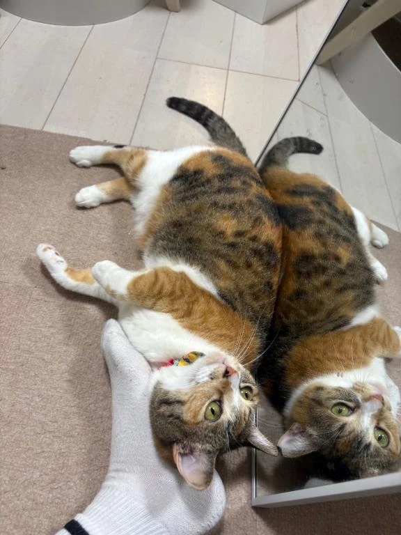 愛しの♡