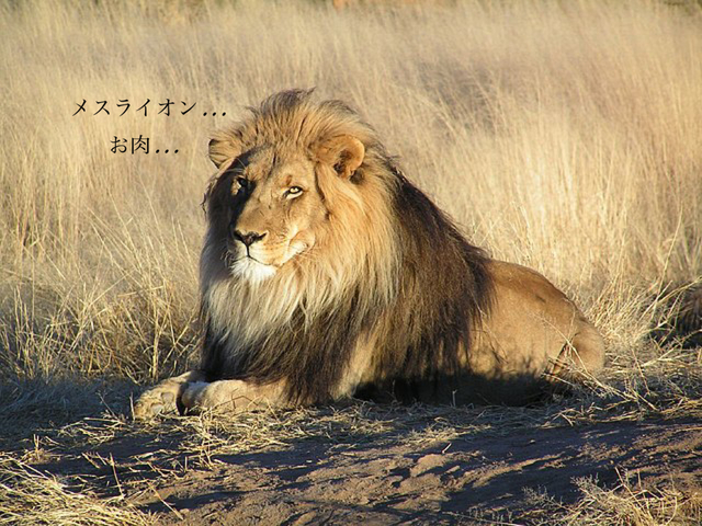 気高く飢えなくては
