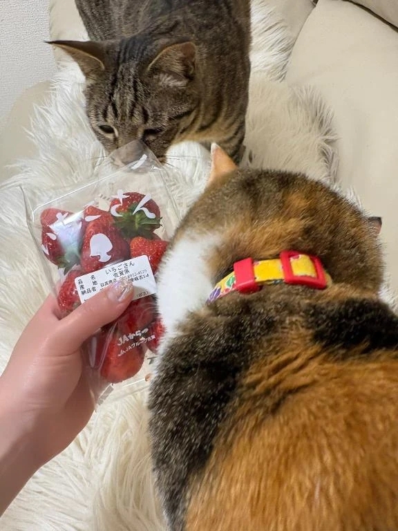 いちごさん♡