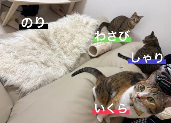お見送りニャンズ♡