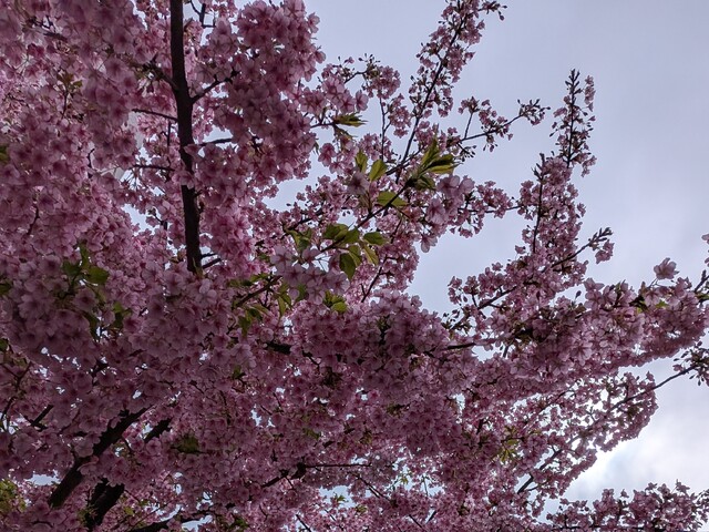 春を待ちわびて