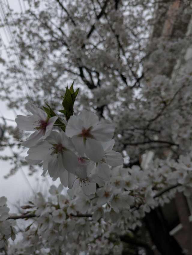 【雑談】桜と新年度