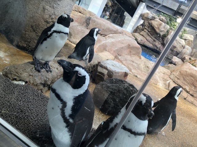 幸せな生き物