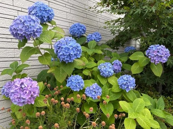 紫陽花♡