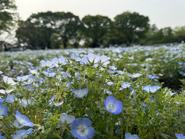 春らしい天気☀️