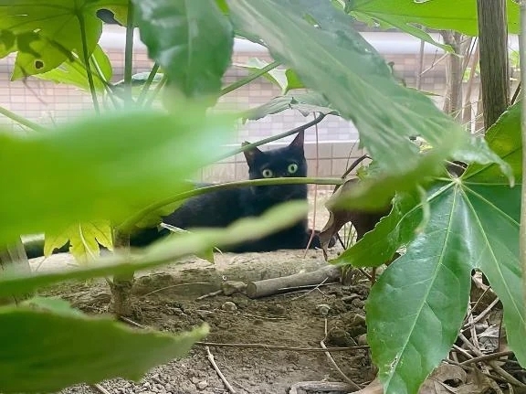 🪽 秘密の趣味